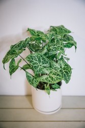 Batik de Syngonium