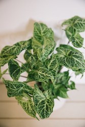 Batik de Syngonium