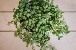 Peperomia prostrata "Cadena de Tortugas"