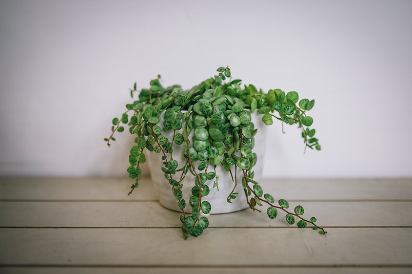 Peperomia prostrata "Cadena de Tortugas"