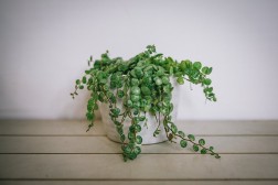 Peperomia prostrata "Cadena de Tortugas"