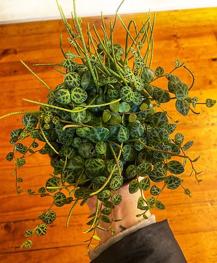 Peperomia prostrata "Cadena de Tortugas"