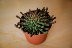 Cabeza de Medusa - Euphorbia flanagani