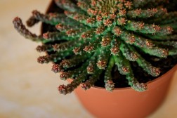 Cabeza de Medusa - Euphorbia flanagani
