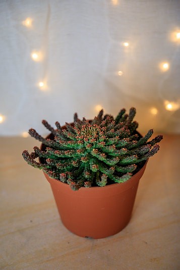 Cabeza de Medusa - Euphorbia flanagani