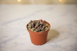 Frithia pulchra "patas de elefante de hadas"