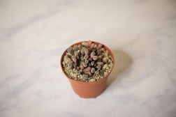Frithia pulchra "patas de elefante de hadas"