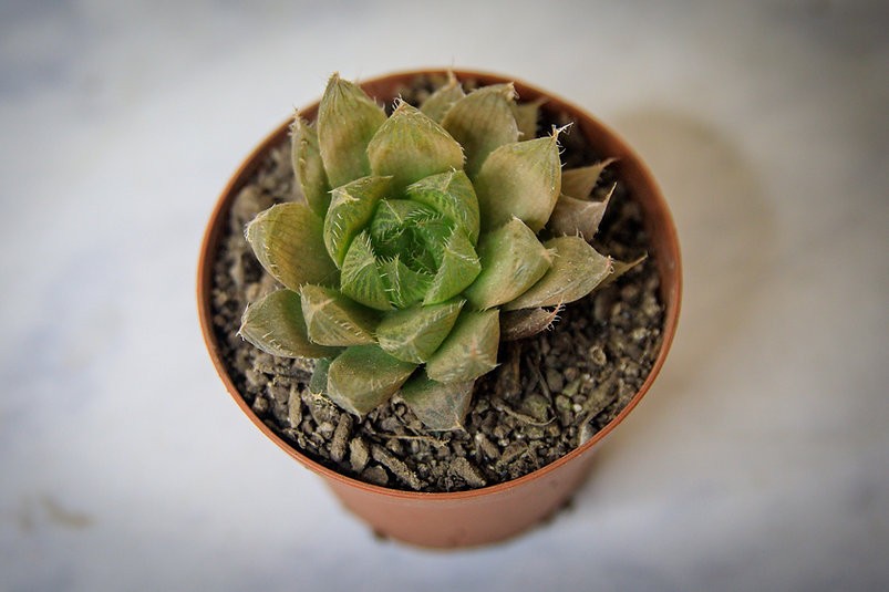 Haworthia cooperi panadera