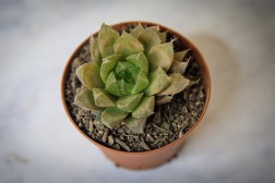 Haworthia cooperi panadera