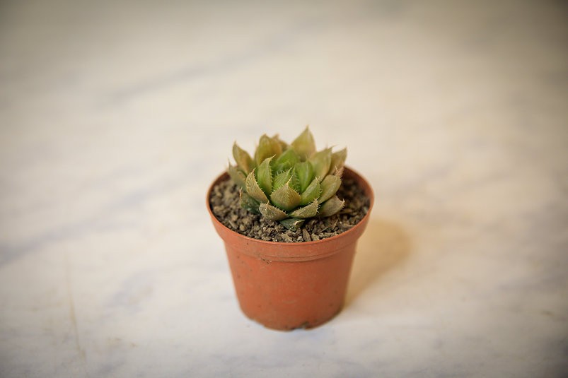 Haworthia cooperi panadera