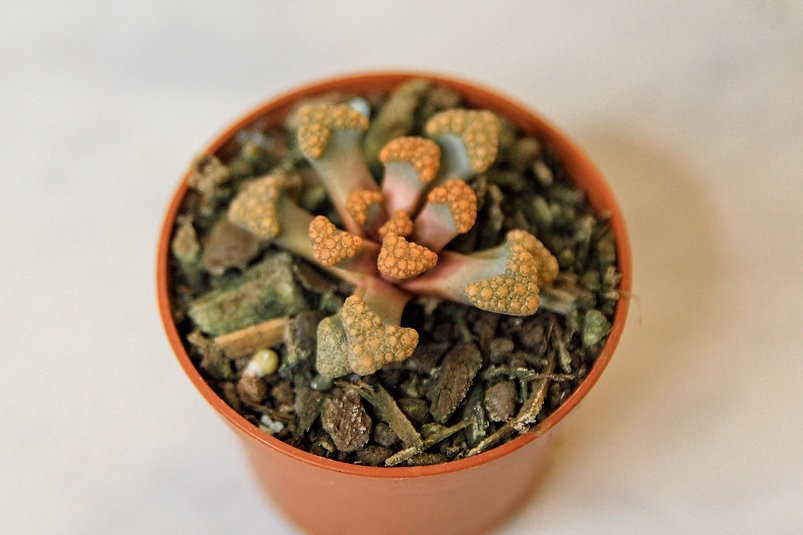 Titanopsis hugo-schlechteri "Planta joya"