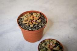 Titanopsis hugo-schlechteri "Planta joya"