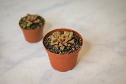 Titanopsis hugo-schlechteri "Planta joya"