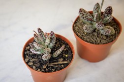 Adromischus festivus (berenjena de chorlito)
