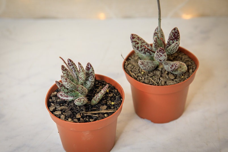 Adromischus festivus (berenjena de chorlito)