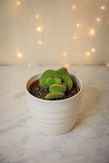 Cactus orejas de conejo crestado (Opuntia microdasys var. pallida f. cristata)