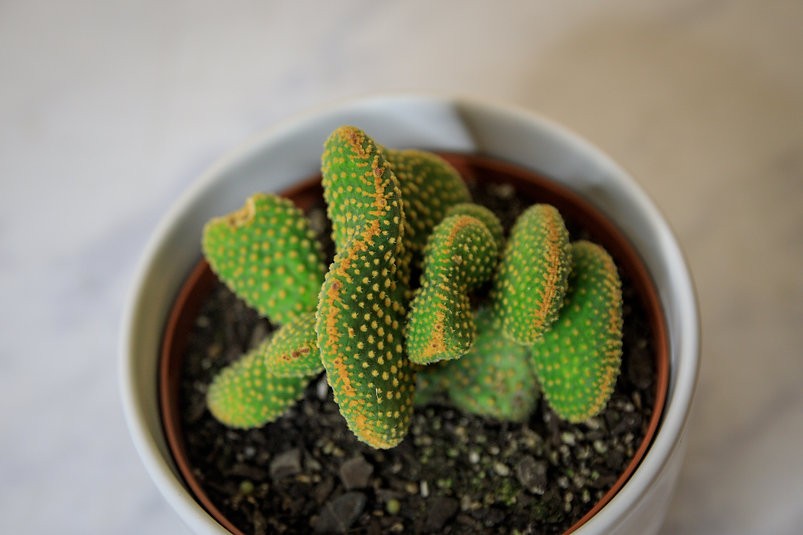 Cactus orejas de conejo crestado (Opuntia microdasys var. pallida f. cristata)