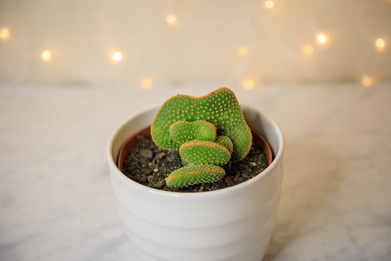 Cactus orejas de conejo crestado (Opuntia microdasys var. pallida f. cristata)