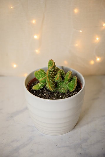 Cactus orejas de conejo crestado (Opuntia microdasys var. pallida f. cristata)