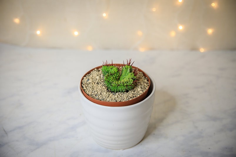 Cactus cresta de Euphorbia enopla
