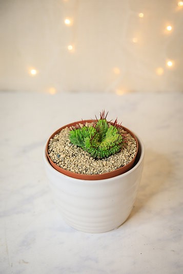 Cactus cresta de Euphorbia enopla
