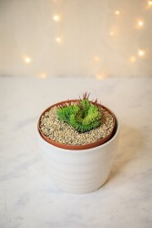Cactus cresta de Euphorbia enopla