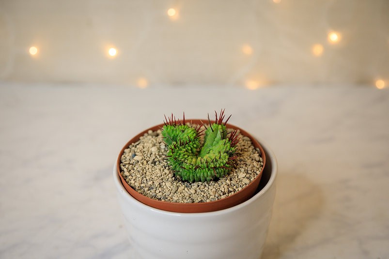 Cactus cresta de Euphorbia enopla