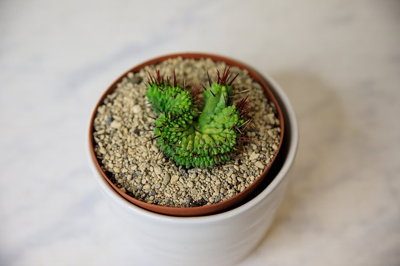 Cactus cresta de Euphorbia enopla