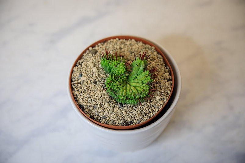 Cactus cresta de Euphorbia enopla