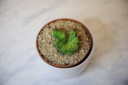 Cactus cresta de Euphorbia enopla