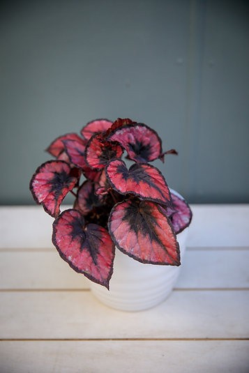 Begonia 'Beso Rojo'