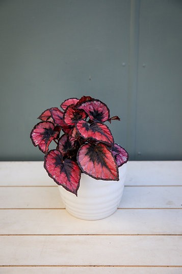 Begonia 'Beso Rojo'