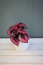 Begonia 'Beso Rojo'