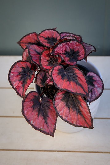 Begonia 'Beso Rojo'
