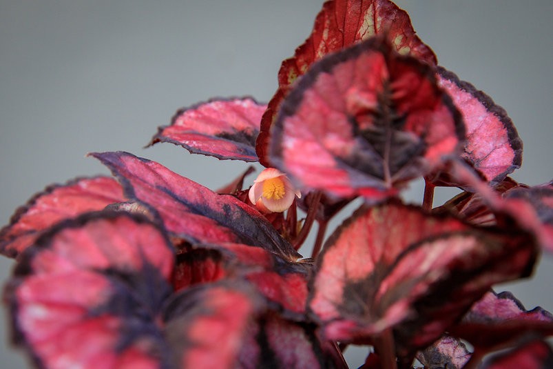 Begonia 'Beso Rojo'
