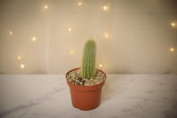 Cactus cola de rata dorada
