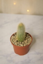 Cactus cola de rata dorada