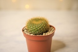 Cactus bola de limón- Parodia leninghausii