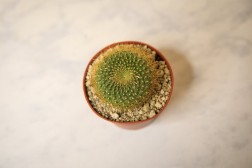 Cactus bola de limón- Parodia leninghausii