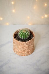 Cactus Bola - Parodia magnifica
