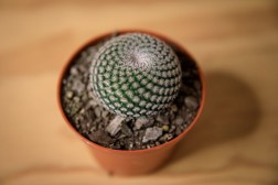 Cactus botón (Epithelantha micromeris)