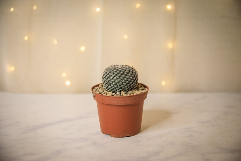 Cactus botón (Epithelantha micromeris)