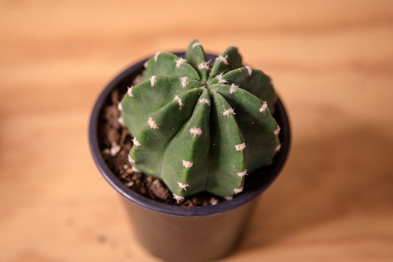 Astrophytum Cactus "dólar de arena"