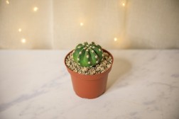 Astrophytum Cactus "dólar de arena"