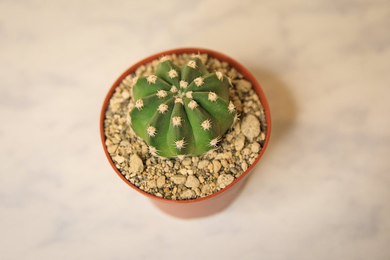 Astrophytum Cactus "dólar de arena"