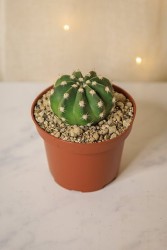 Astrophytum Cactus "dólar de arena"