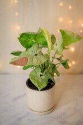 Confeti de Syngonium
