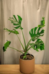 Monstera mutante "crumpliosa"