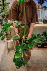 Monstera mutante "crumpliosa"