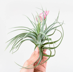 Planta de aire Tillandsia